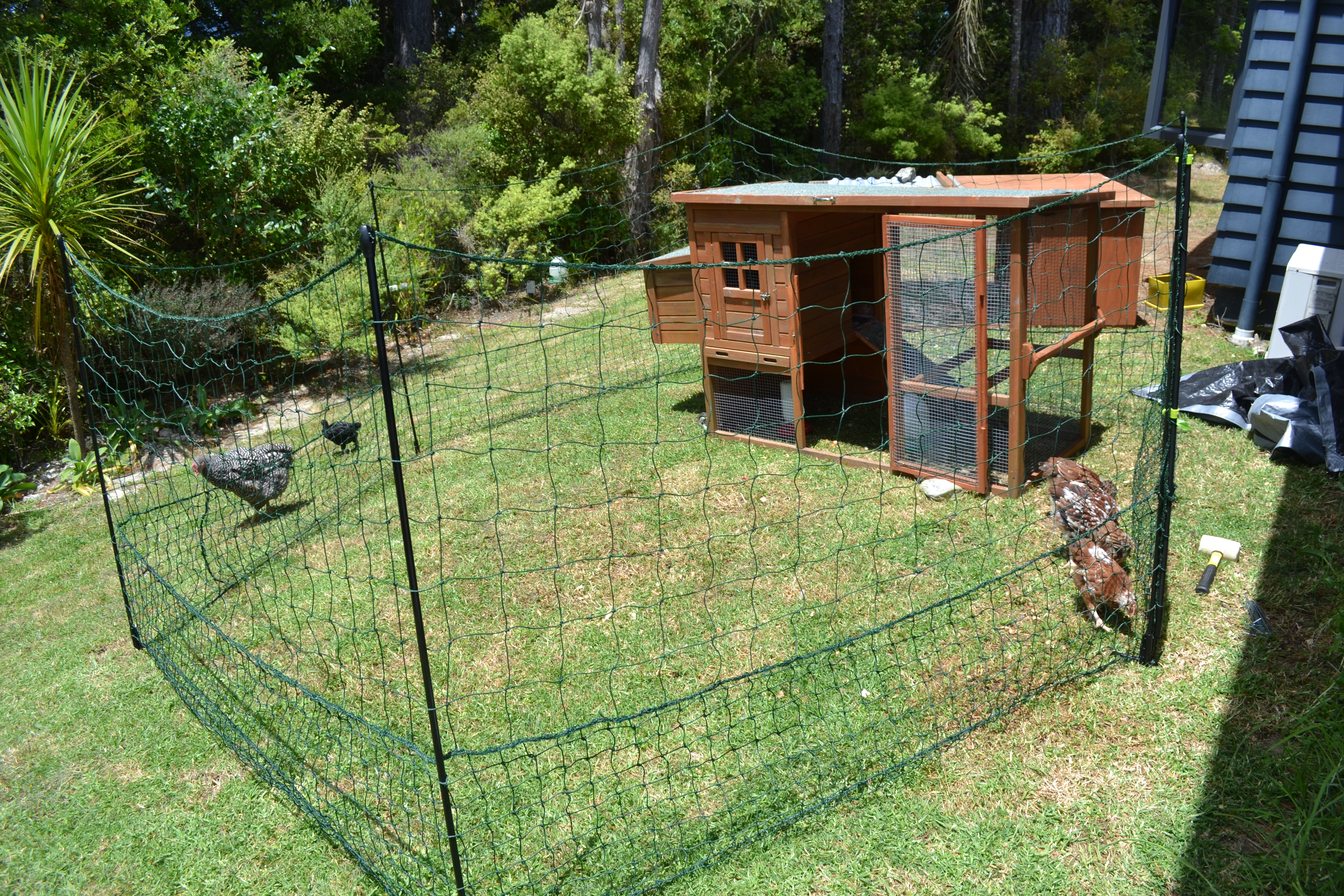 My Tiny Brood of Backyard Chooks | chooks, hens or chickens?